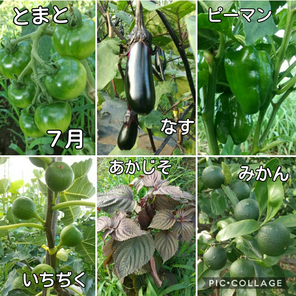 f:id:natokoyo40:20200713224519j:plain f:id:natokoyo40:20200713224519j:plain
