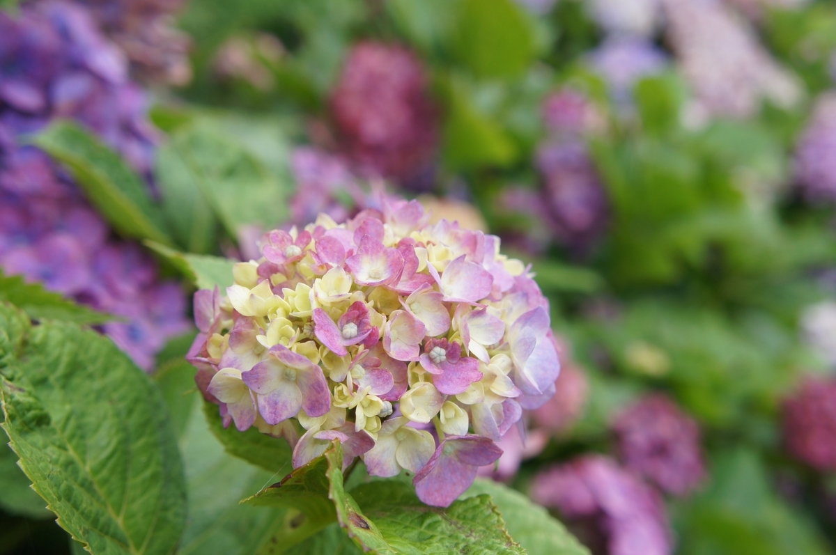 f:id:natokoyo40:20200716195003j:plain