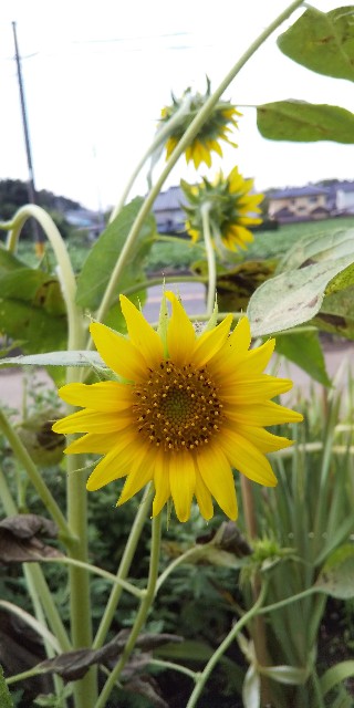 f:id:natsuberry:20190829163336j:image f:id:natsuberry:20190829163336j:image