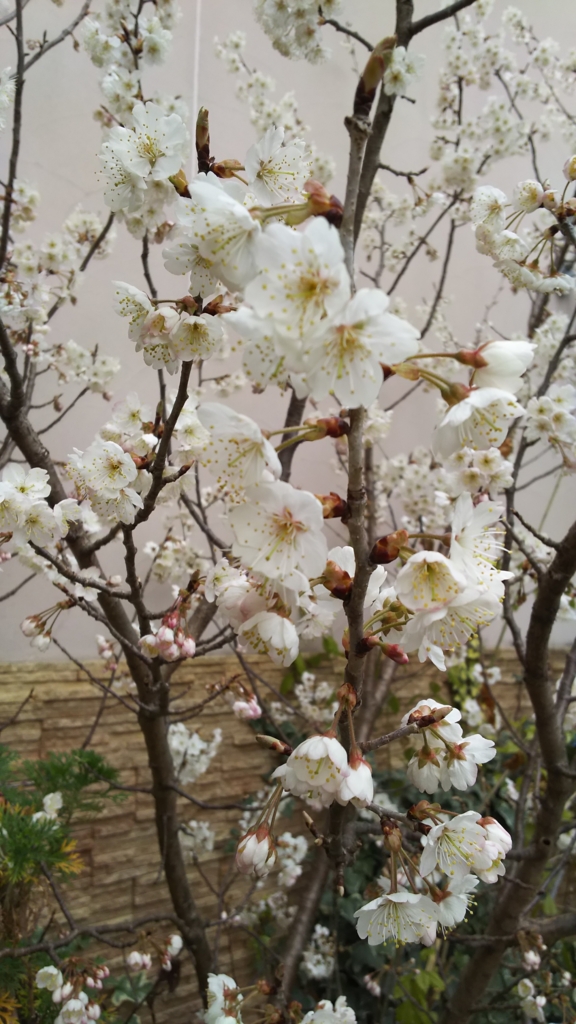 f:id:natsuchanmama:20170509110755j:plain f:id:natsuchanmama:20170509110755j:plain