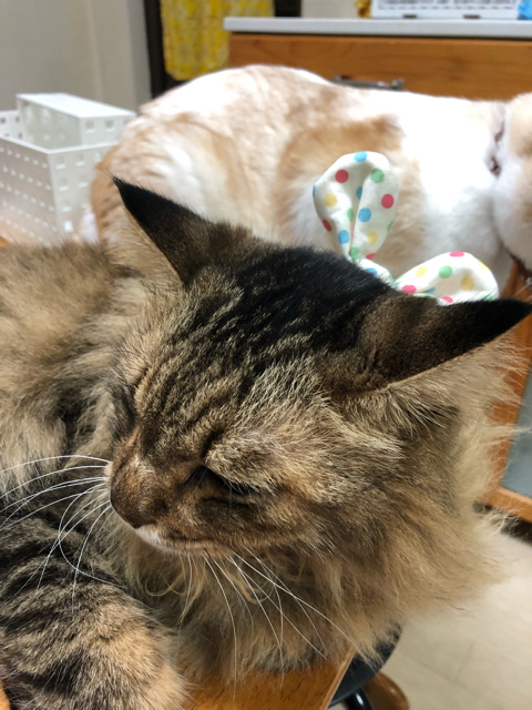 f:id:natsugakuru:20211130165238j:plain