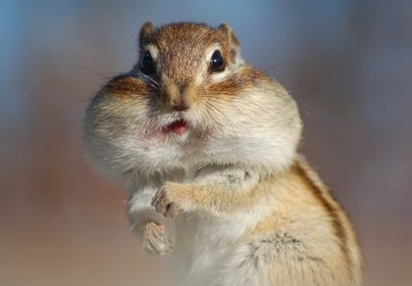 f:id:natsugami:20201228225108p:plain