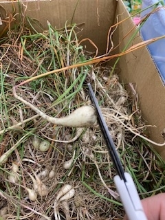 f:id:natsuhaze:20190710075643j:plain f:id:natsuhaze:20190710075643j:plain