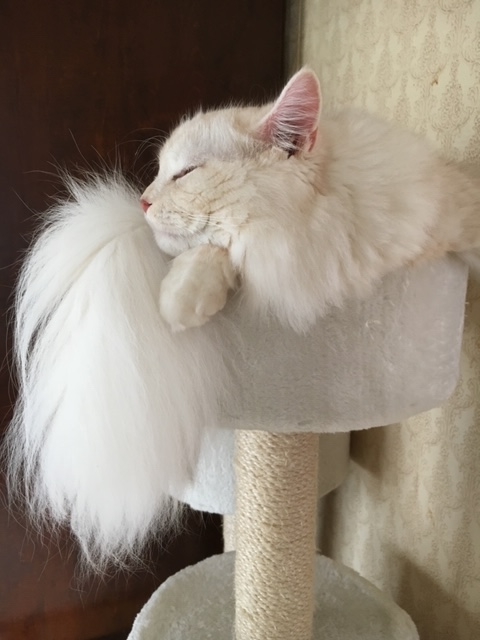 f:id:natsuhaze:20190727013846j:plain f:id:natsuhaze:20190727013846j:plain