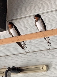 f:id:natsuhaze:20190818020329j:plain f:id:natsuhaze:20190818020329j:plain