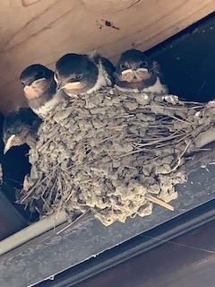 f:id:natsuhaze:20190818022645j:plain f:id:natsuhaze:20190818022645j:plain