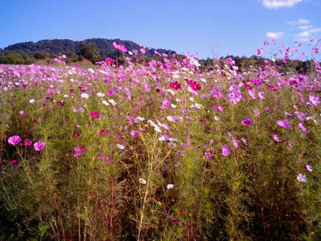f:id:natsukikenji:20081002141159j:image