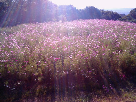f:id:natsukikenji:20081002143316j:image