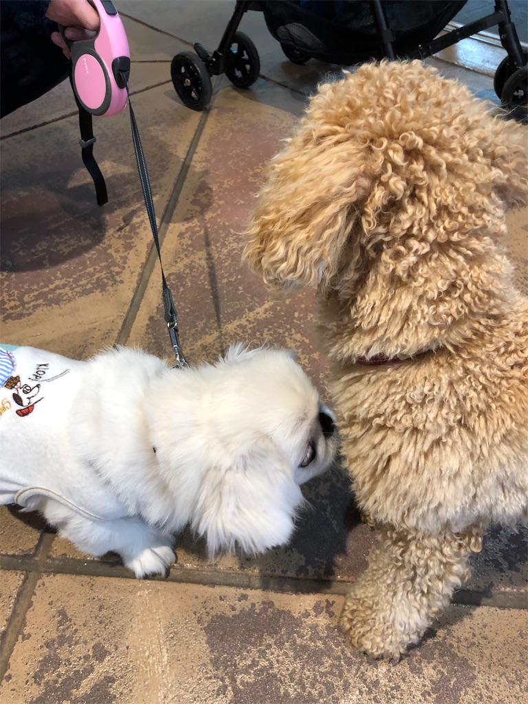 f:id:natsuko-h-88:20190327165114j:image f:id:natsuko-h-88:20190327165114j:image