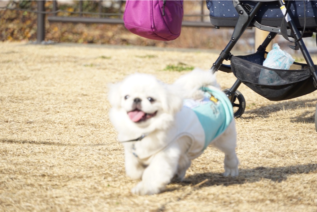f:id:natsuko-h-88:20190327165406j:image f:id:natsuko-h-88:20190327165406j:image