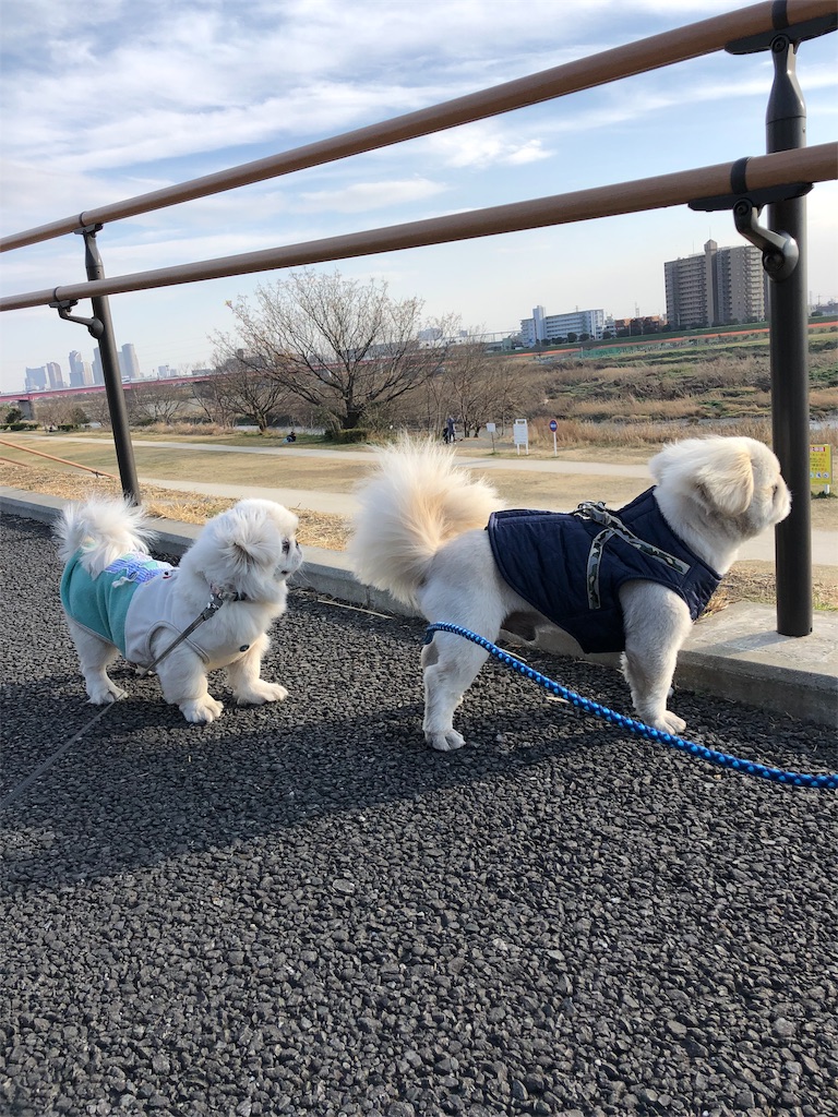 f:id:natsuko-h-88:20190401175022j:image f:id:natsuko-h-88:20190401175022j:image