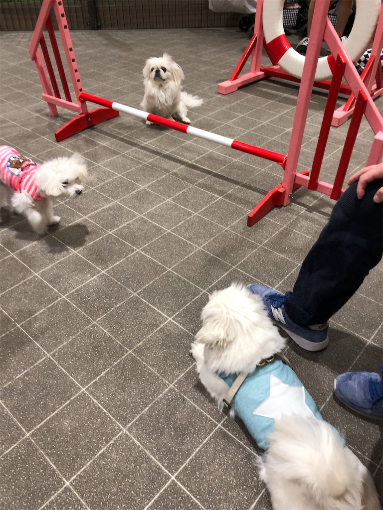 f:id:natsuko-h-88:20190520132142j:image f:id:natsuko-h-88:20190520132142j:image