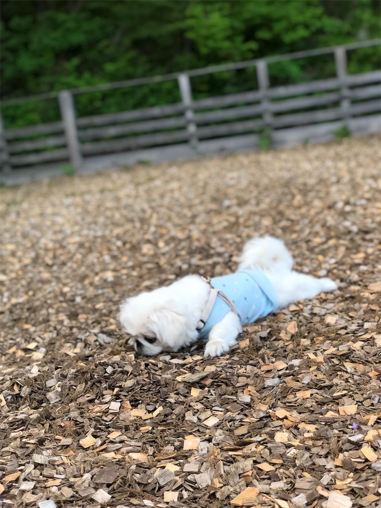 f:id:natsuko-h-88:20190624175649j:image f:id:natsuko-h-88:20190624175649j:image
