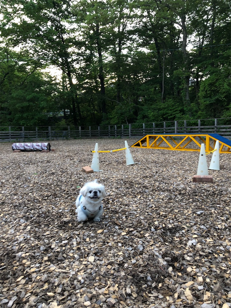 f:id:natsuko-h-88:20190624175729j:image f:id:natsuko-h-88:20190624175729j:image