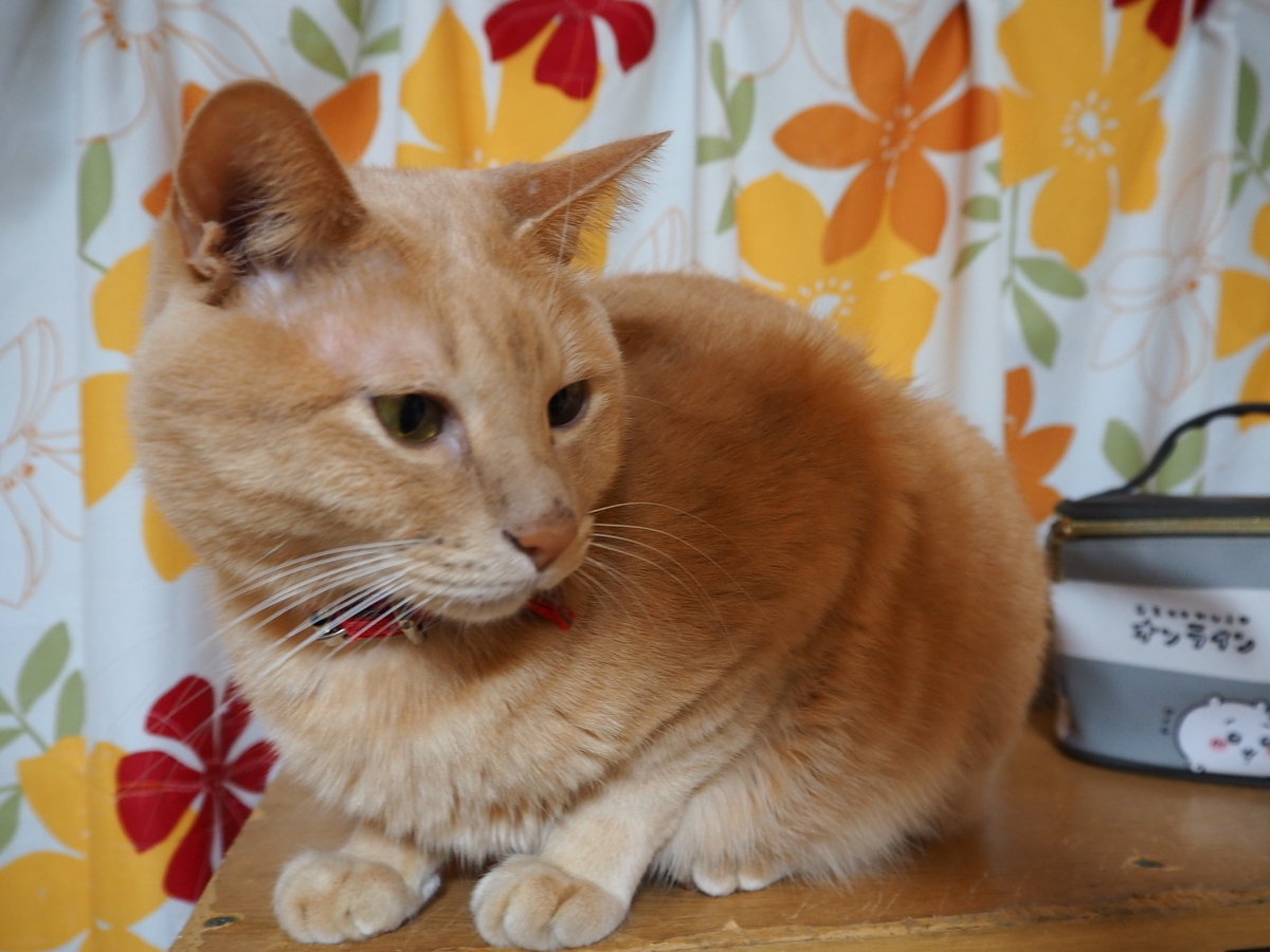 中華料理鳳来へ行きたくて - 夏子のひとりごと