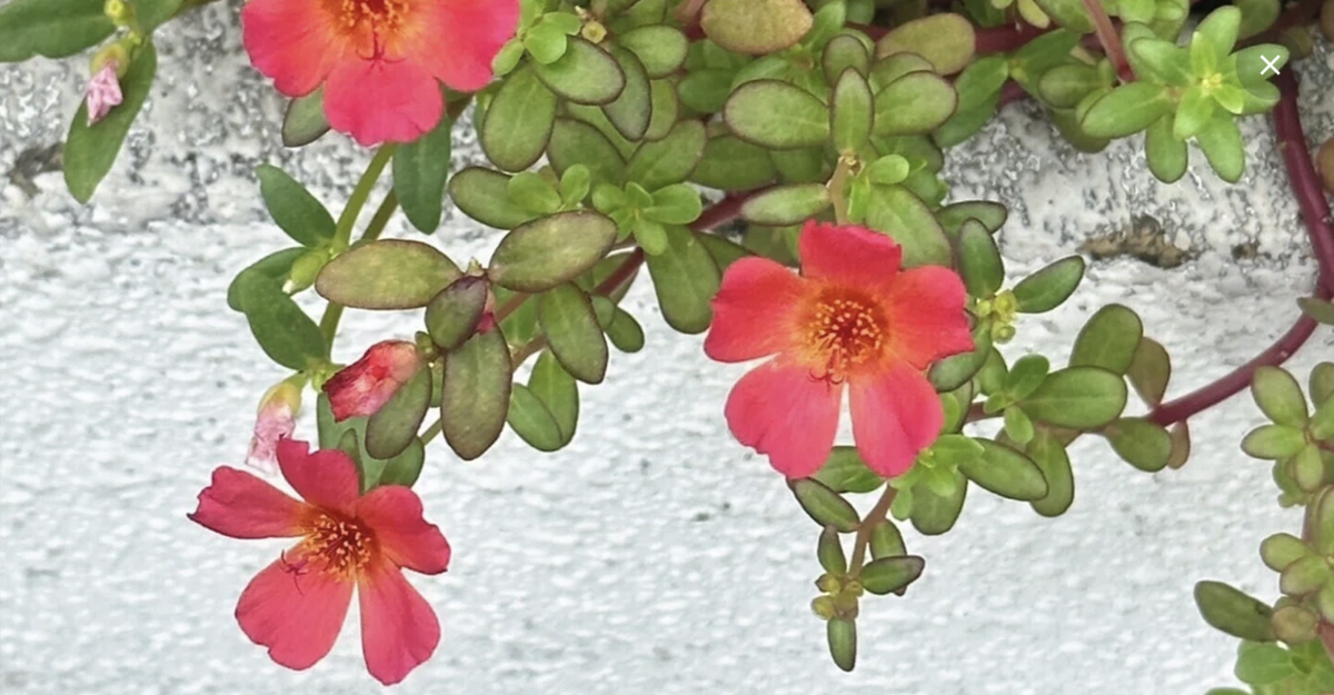 花のこえ_9月帳 🍃09〜15.2025|note更新しました - 「こえのよはく」🍃長浜奈津子のブログ(俳優座女優・朗読家)
