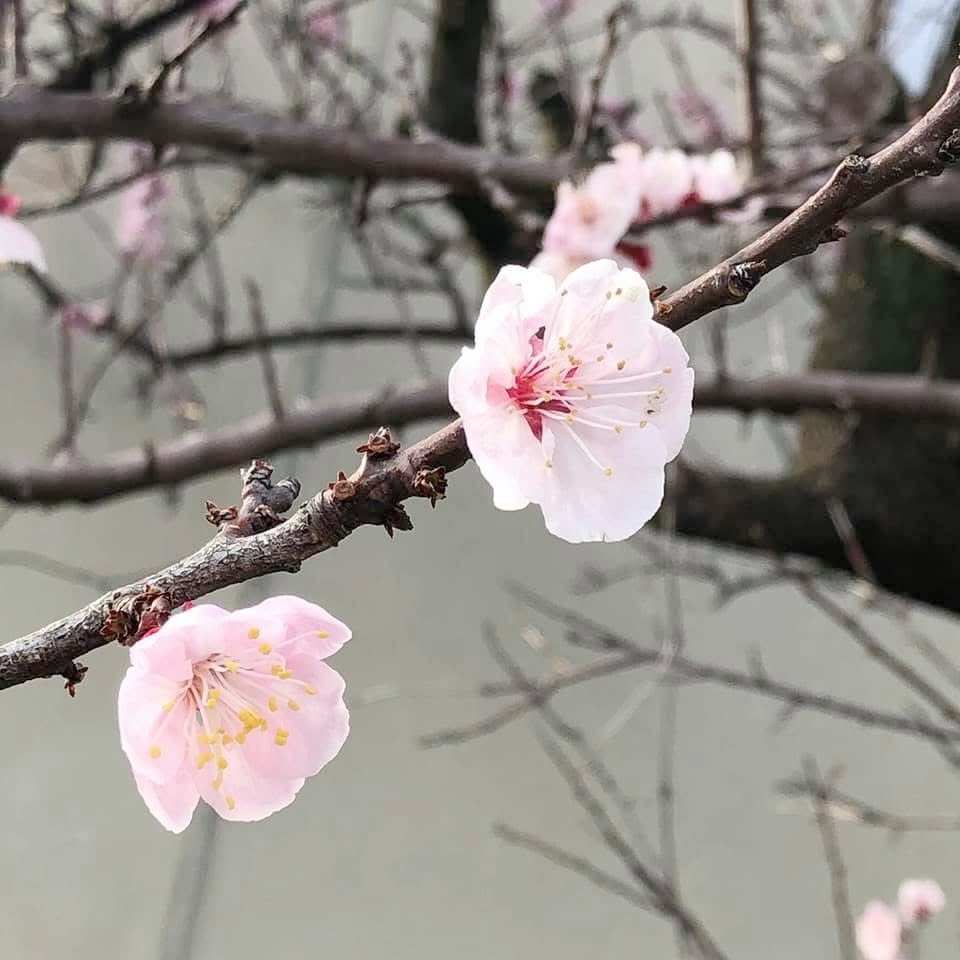 そこに咲く|花のこえ 春 🍃2026.3.29 - 「こえのよはく」🍃長浜奈津子のブログ(俳優座女優・朗読家)