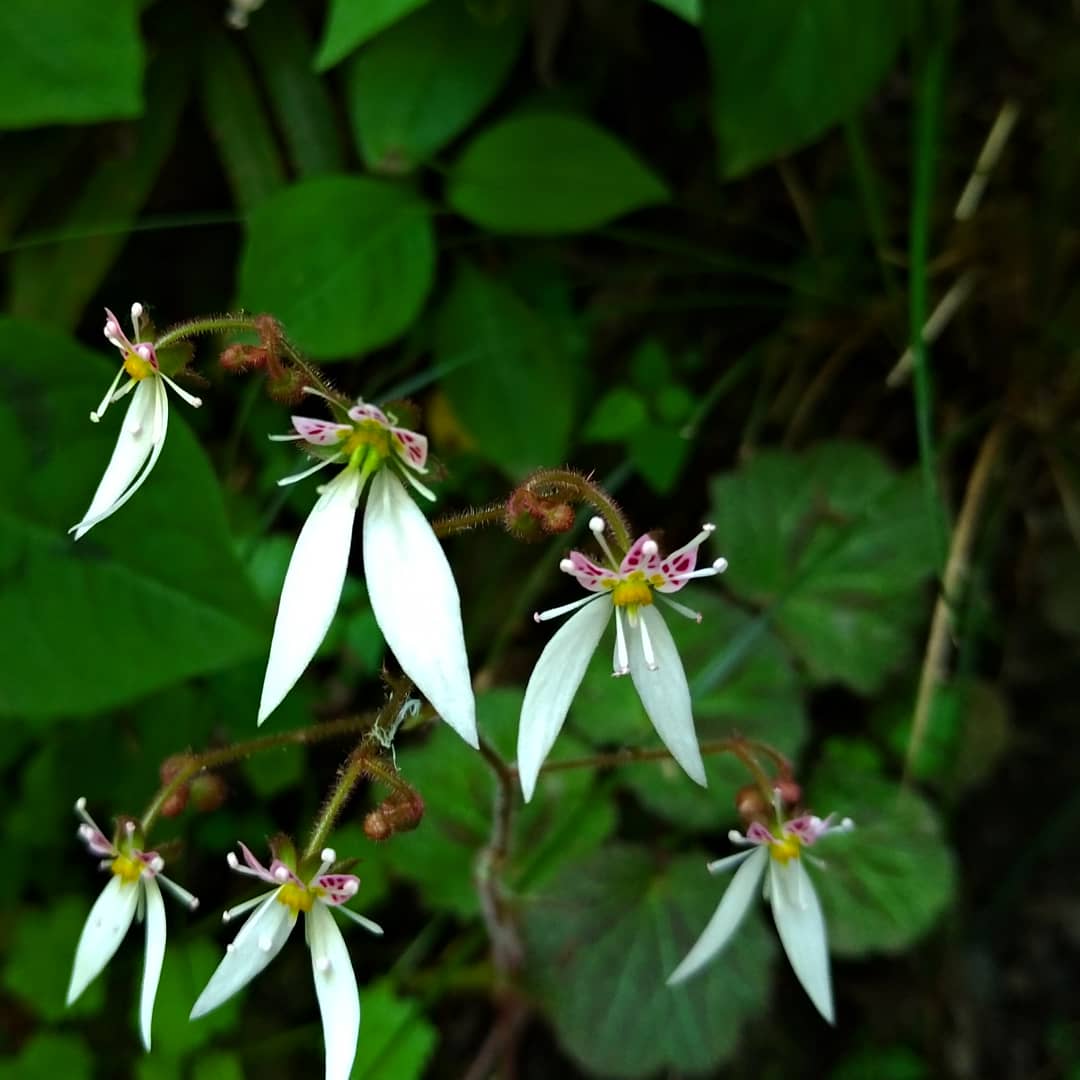 6月の高尾山に咲く花を集めてみました 夏の鯨 6月の高尾山に咲く花を集めてみました 夏の鯨