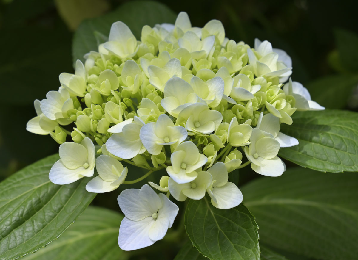 フォトlog Zさんの本気を見た 玉川上水の紫陽花 夏の鯨
