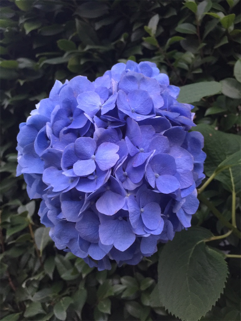 f:id:natsunooto:20200626195213j:image