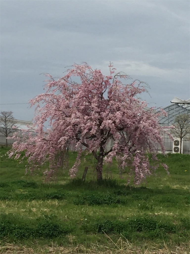 f:id:natsunooto:20210404132448j:image f:id:natsunooto:20210404132448j:image