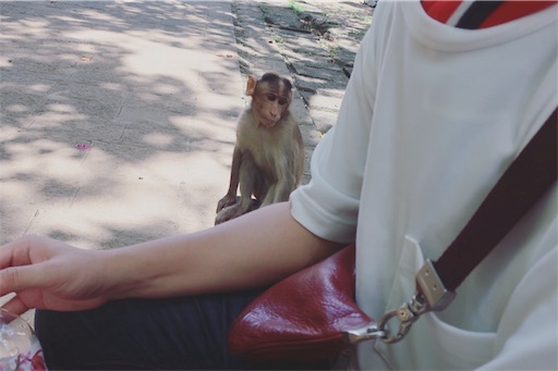 Monkey came close when we sat.