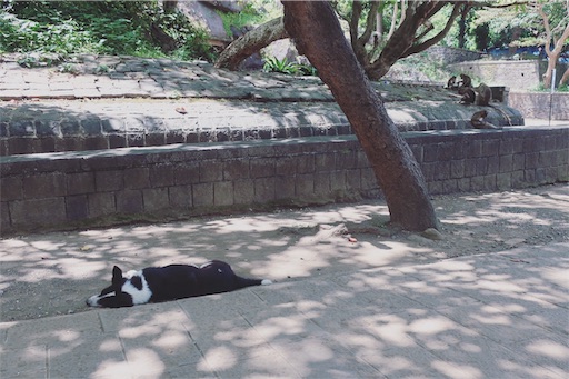 There are a lot of wild dog too.