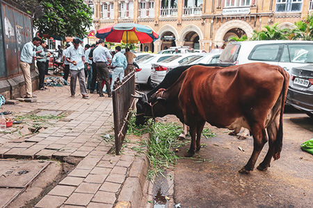cow vehicle of God
