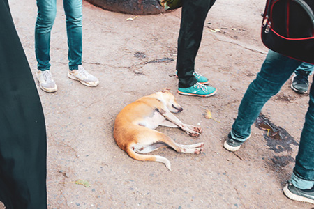 wild dogs