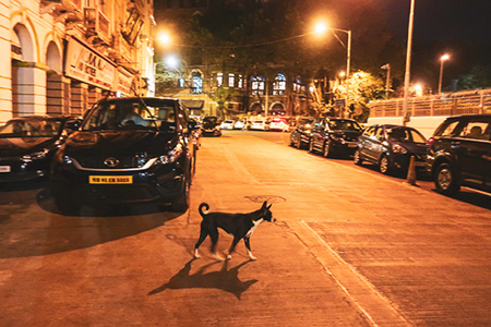 Wild dogs around the hotel