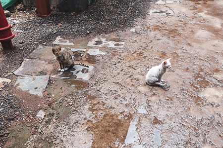 stray cat