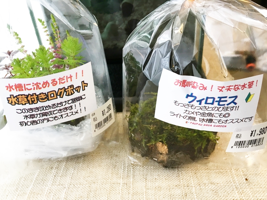 初心者用の水草