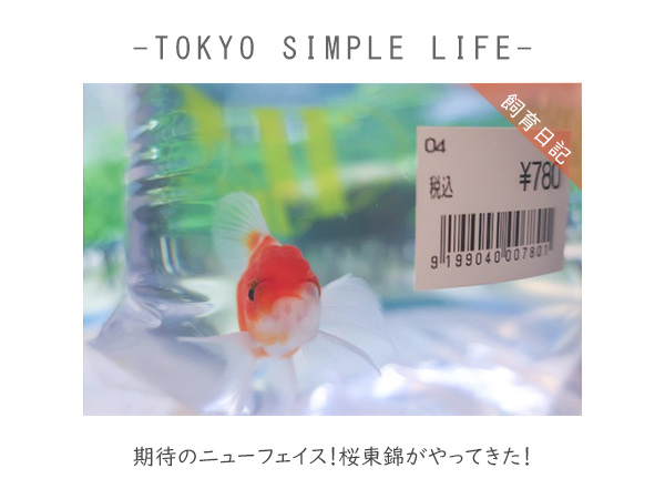 桜東錦がやってきた!
