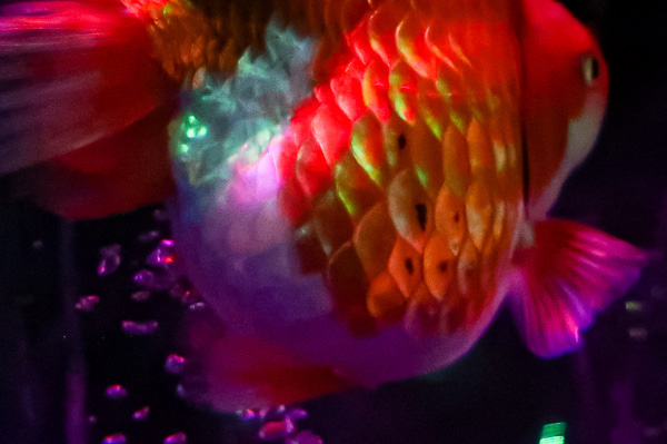 Goldfish Spear