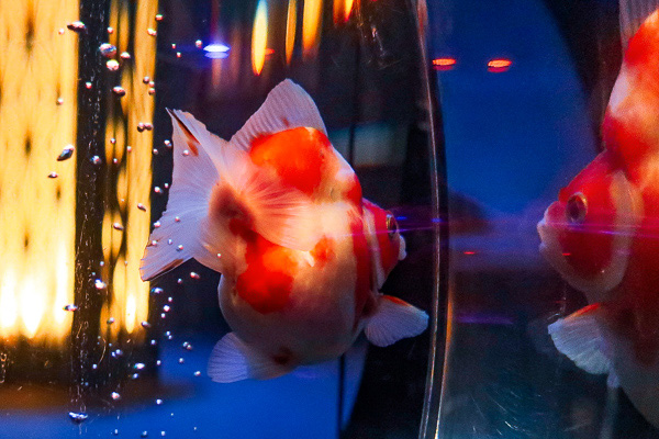 Daruma-goldfish