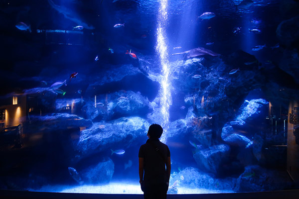 sumidaaquariumphoto