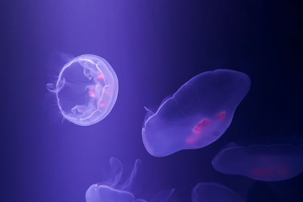 jellyfish