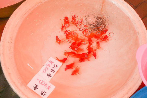 小さめの金魚はたらいで販売!出目金・琉金400円!
