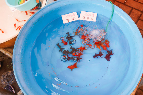 小さめの金魚はたらいで販売!出目金・琉金400円!
