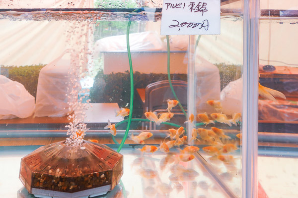 江戸川区金魚まつりアルビノ東錦2000円