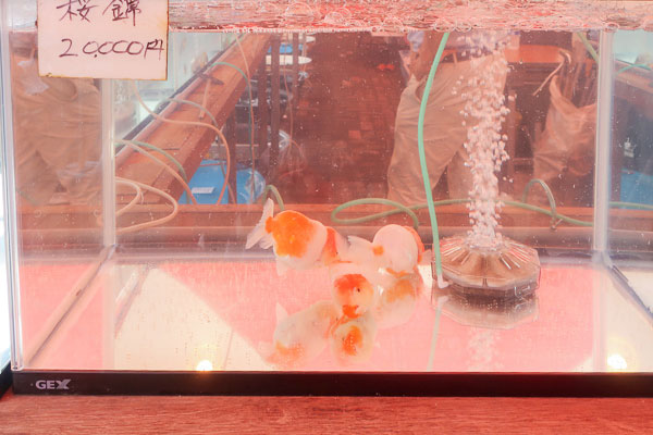 江戸川区金魚まつり特大東錦20000円