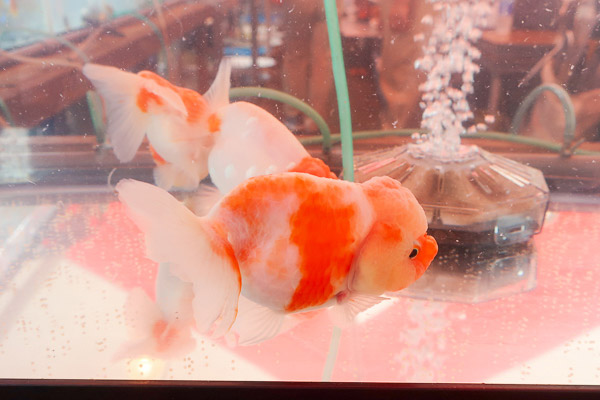 江戸川区金魚まつり特大金魚