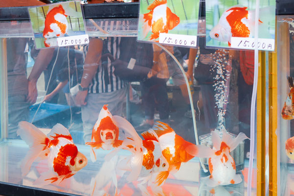 江戸川区金魚まつり特大・琉金15000円!