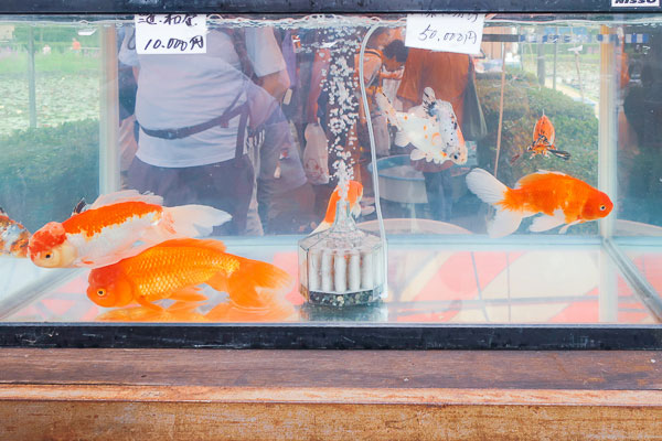 超金魚!もしくはほぼ鯉!10000~50000円