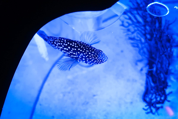 スタンドテーブルの魚
