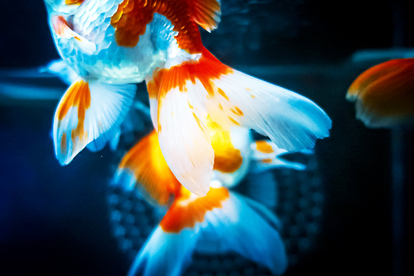 美しい金魚の鰭