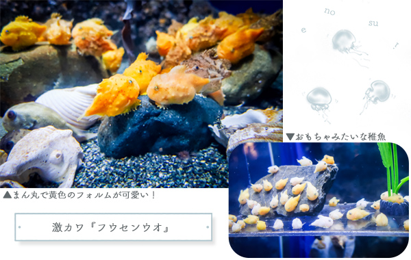 新江ノ島水族館フウセンウオ