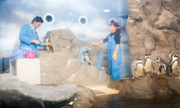 新江ノ島水族館ペンギン