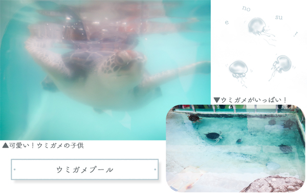 新江ノ島水族館ウミガメ