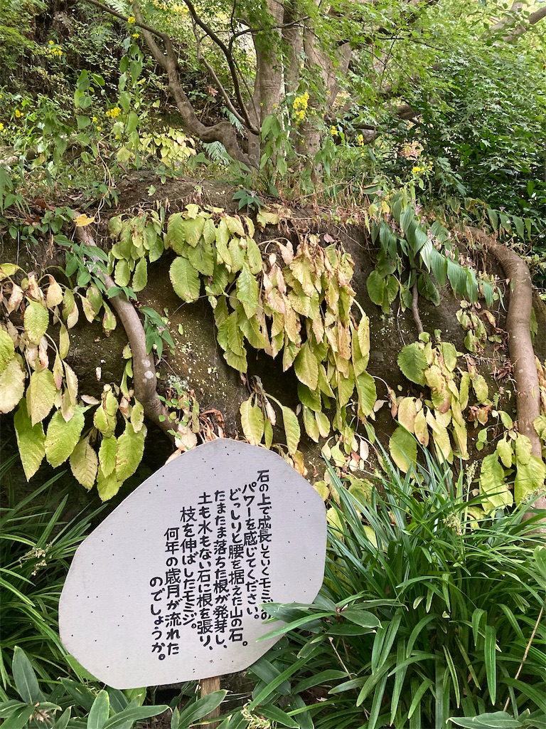 f:id:nattougohan8:20231108225910j:image